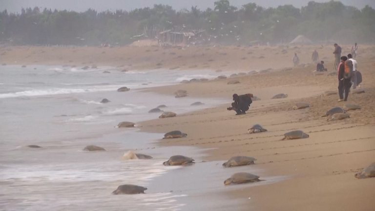 Ινδία: 700.000 χελώνες βγήκαν στην παραλία σημειώνοντας ρεκόρ ωοτοκίας (video)