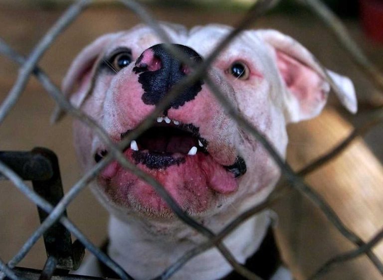 Ιταλία: Εννέα μηνών κοριτσάκι σκοτώθηκε από επίθεση του πιτ μπουλ της οικογένειας του