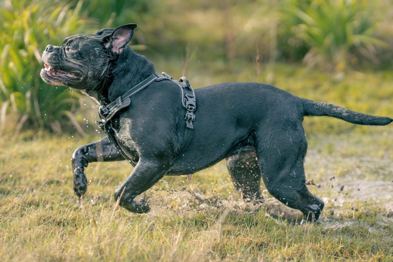 Ιταλία: Κοριτσάκι 9 μηνών σκοτώθηκε από επίθεση του pitbull της οικογένειας