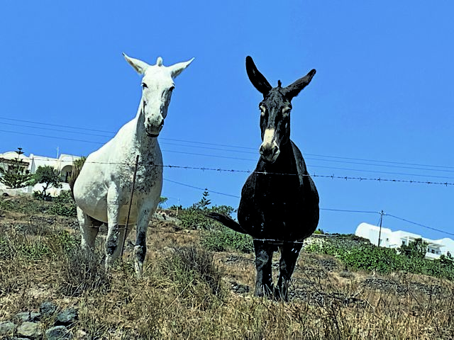 H κακή σπορά