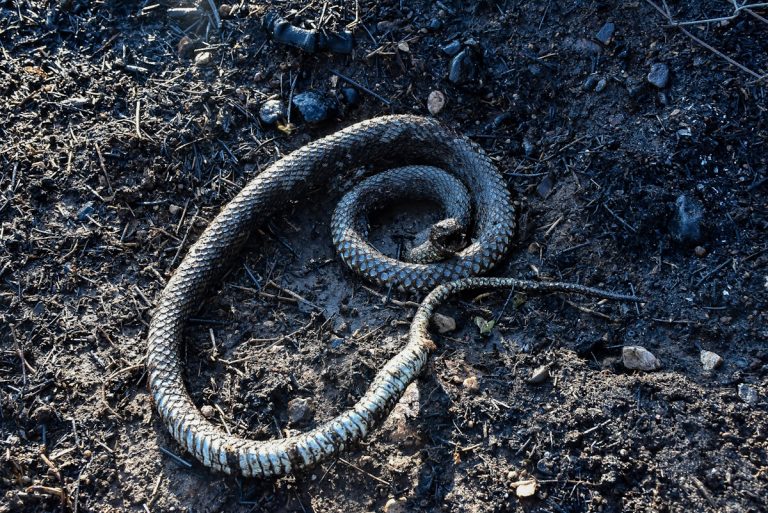 Φίδι σε σχολείο στα Πατήσια – Είναι λαφιάτης και αποτελεί το μεγαλύτερο ερπετό που ζει στην Ελλάδα