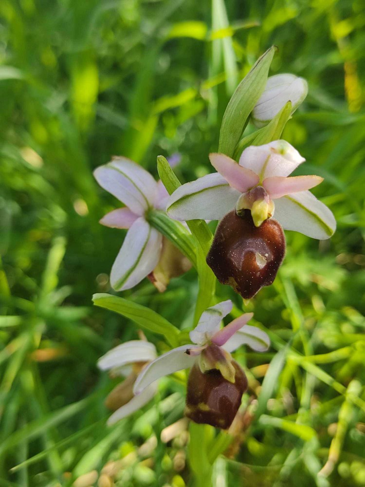 Άγριες ορχιδέες στο Απολιθωμένο Δάσος Λέσβου