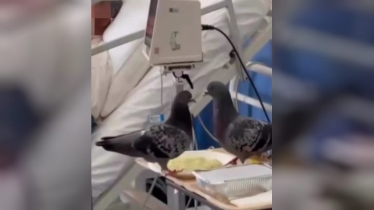 Βίντεο δείχνει περιστέρια να τσιμπολογούν το φαγητό ασθενή μέσα σε δωμάτιο δημοσίου νοσοκομείου
