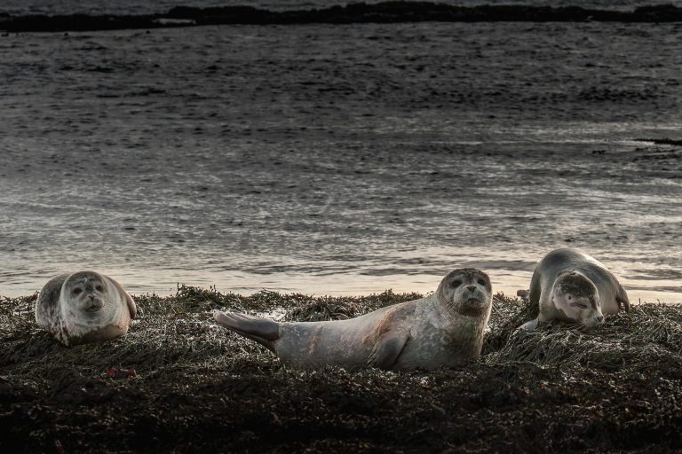 Κλιματική αλλαγή: Ο πάγος εξαφανίστηκε από αυτό το νησί