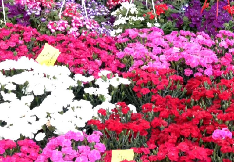 Έδεσσα: Ανθοέκθεση στο μαγευτικό πάρκο των καταρρακτών