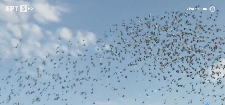 Αλεξανδρούπολη: Πέντε χιλιάδες ταχυδρομικά περιστέρια ξεχύθηκαν στον ουρανό από το Τελωνείο Κήπων