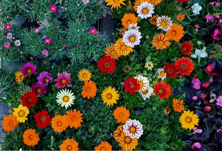 Η Άνοιξη «ανθίζει» στην Ορεστιάδα – Ξεκινά η 20η Ανθοκομική Έκθεση