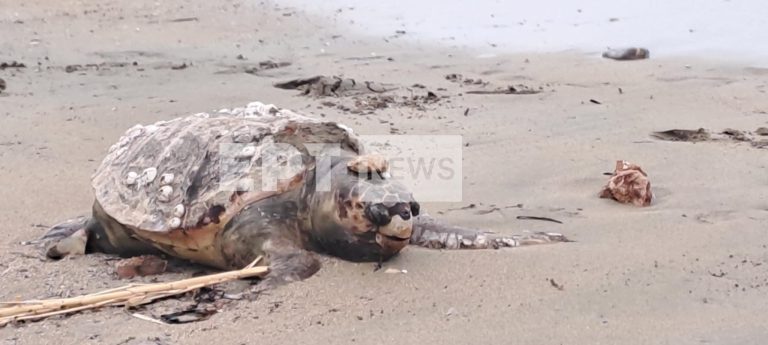 Άλλη μια νεκρή χελώνα στη Βούλα – Τι να κάνεις αν βρεις μια