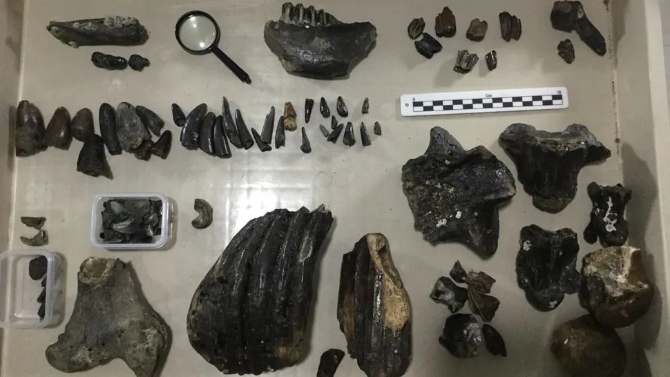 Απολιθώματα δεκάδων ειδών, ανάμεσά τους ελέφαντες και κροκόδειλοι, βρέθηκαν στην άμμο του τεχνητού νησιού (Harold Berghuis))