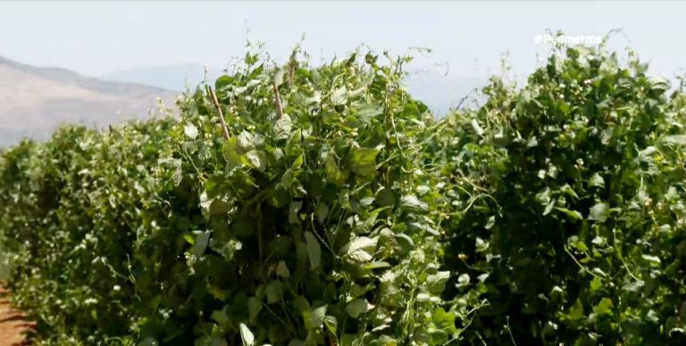 Καταστροφές στις καλλιέργειες φασολιών Καστοριάς από τον καύσωνα