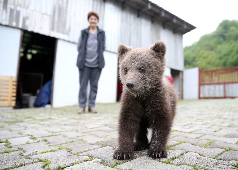 Καστοριά: Οκτώ μηνών αρκουδάκι τραυματίστηκε σε τροχαίο ατύχημα