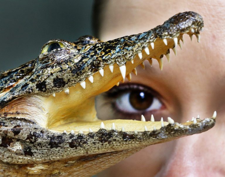 Η «μητέρα κροκόδειλος» και η σημασία του πατέρα στη ζωή του παιδιού