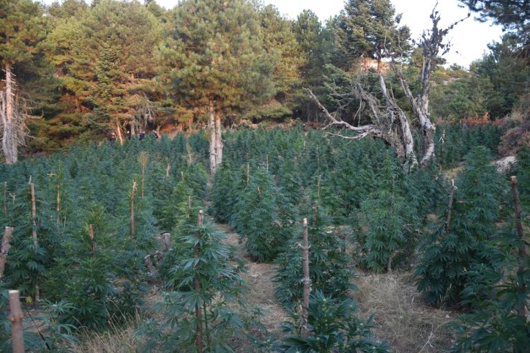 Φυτεία 2.002 δενδρυλλίων κάνναβης στον δήμο Ξυλοκάστρου – Ευρωστίνης Κορινθίας