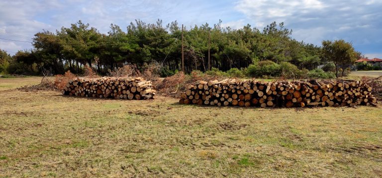 Ροδόπη: Εργασίες απομάκρυνσης καμένων δέντρων από την παραλία Ιμέρου
