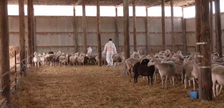 Στην Ολομέλεια της Βουλής οι ρυθμίσεις για την αντιμετώπιση της ευλογιάς των αιγοπροβάτων