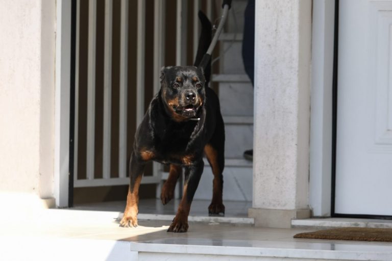 Καλαμάτα: Διασωληνωμένος ο 76χρονος που δέχθηκε άγρια πίθεση από τον σκύλο του