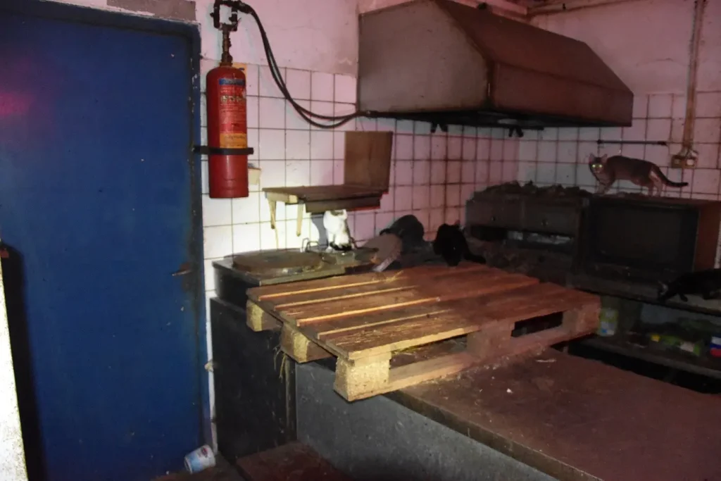 Κάτοικος της Δονούσας κρατούσε υποσιτισμένες δεκάδες γάτες