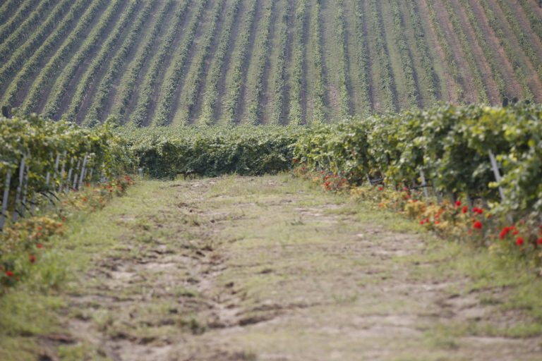 ΥΠΑΑΤ: Αναρτήθηκαν οι πίνακες με τους δικαιούχους της Εξισωτικής Αποζημίωσης 2025 – Προχωρά άμεσα η πληρωμή τους